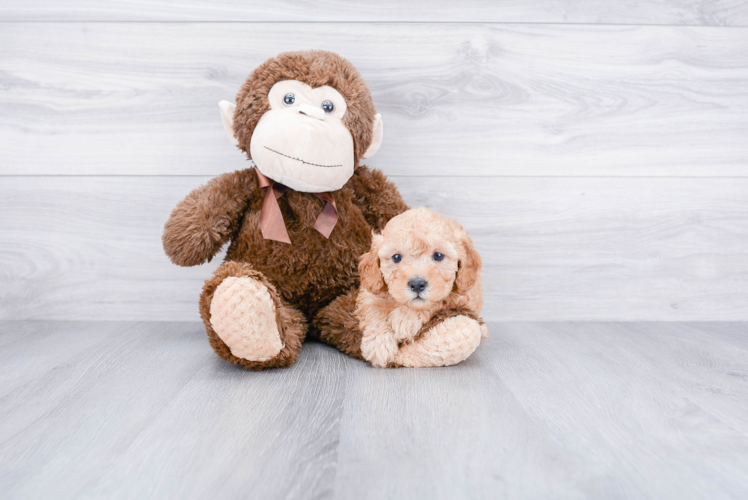 Funny Cavapoo Poodle Mix Pup