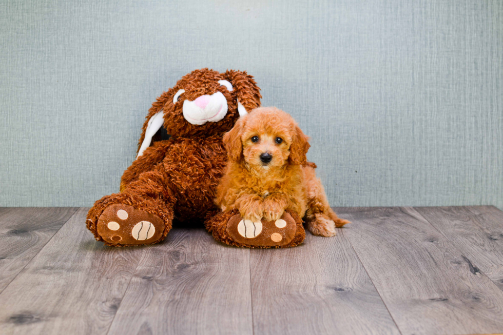 Best Mini Goldendoodle Baby