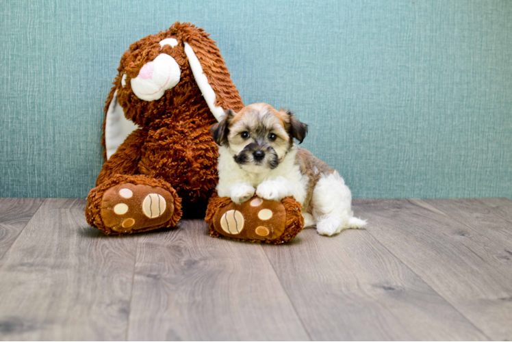 Havanese Pup Being Cute