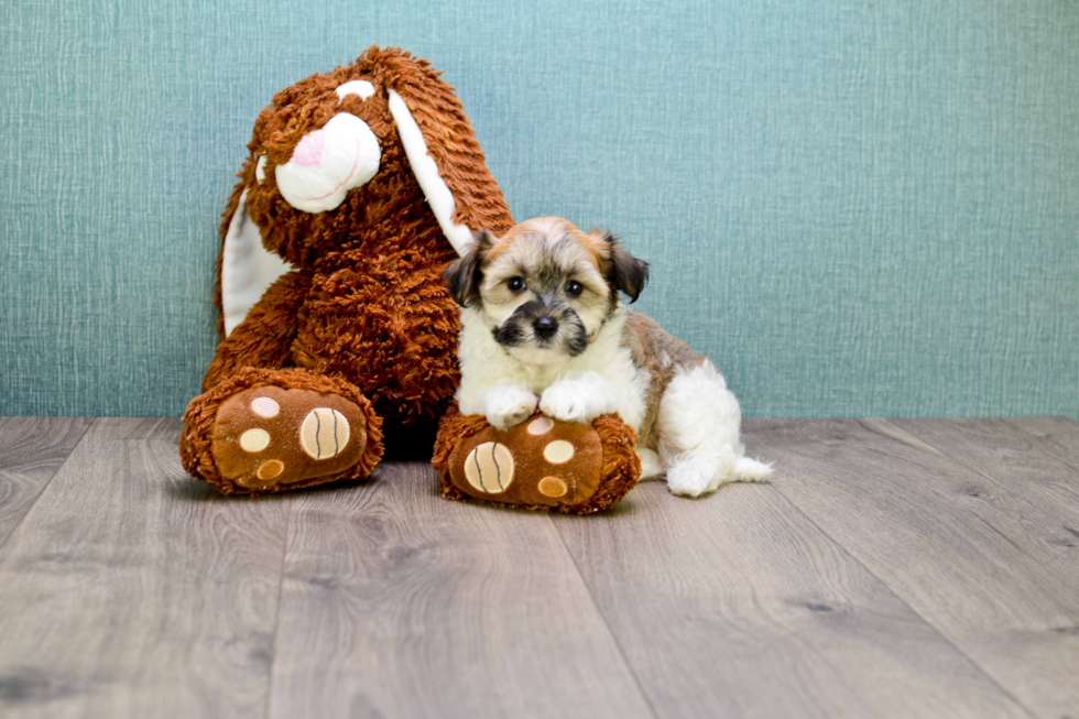 Havanese Pup Being Cute