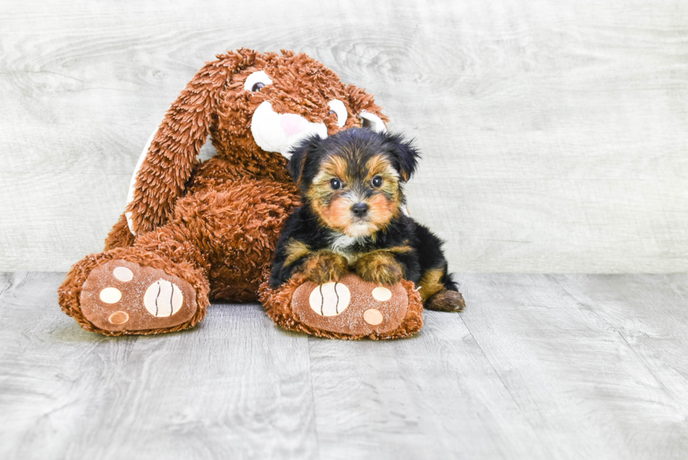 Meet Lisa - our Yorkshire Terrier Puppy Photo 