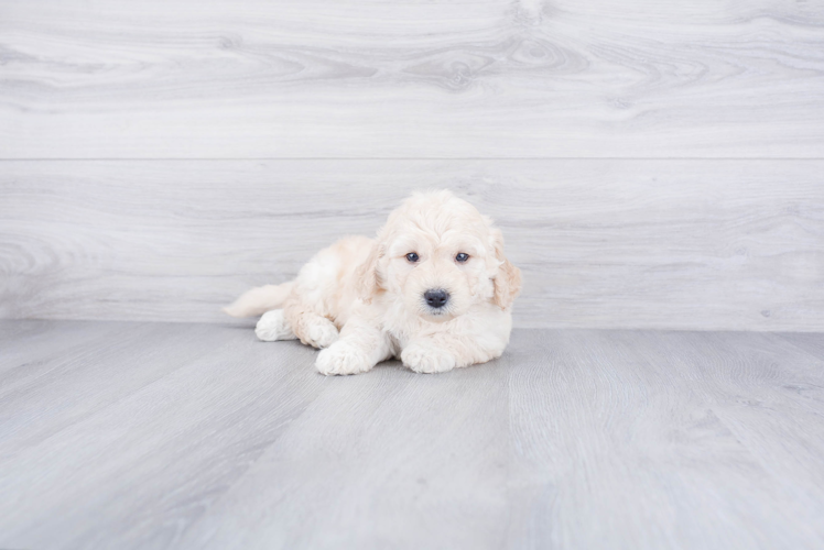 Fluffy Mini Goldendoodle Poodle Mix Pup