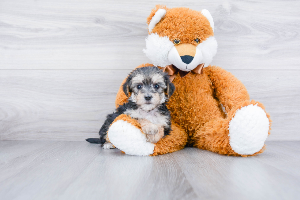 Petite Morkie Designer Pup