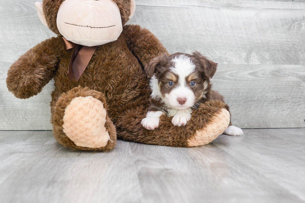 Best Mini Aussiedoodle Baby