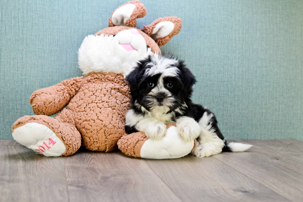 Havanese Pup Being Cute