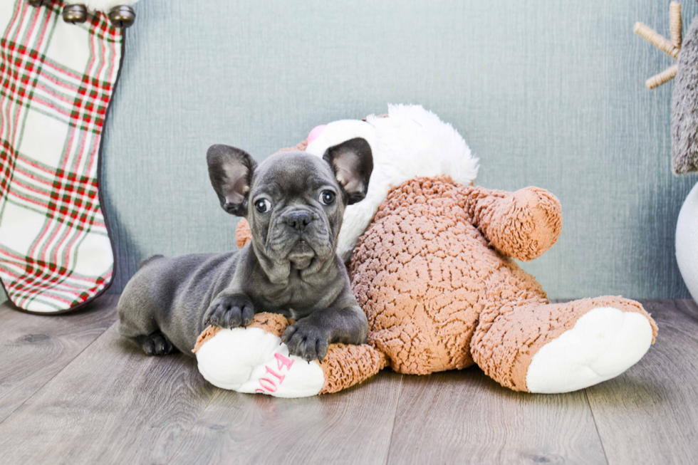 Popular French Bulldog Baby