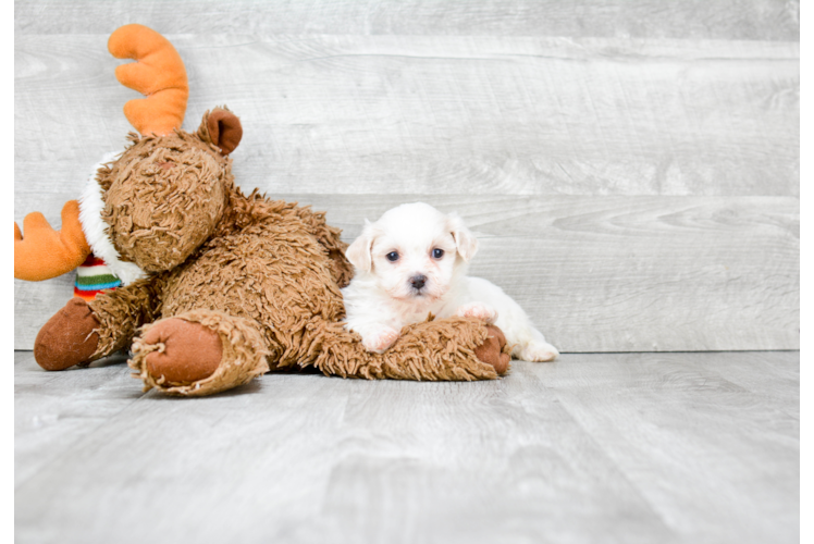 Sweet Teddy Bear Baby