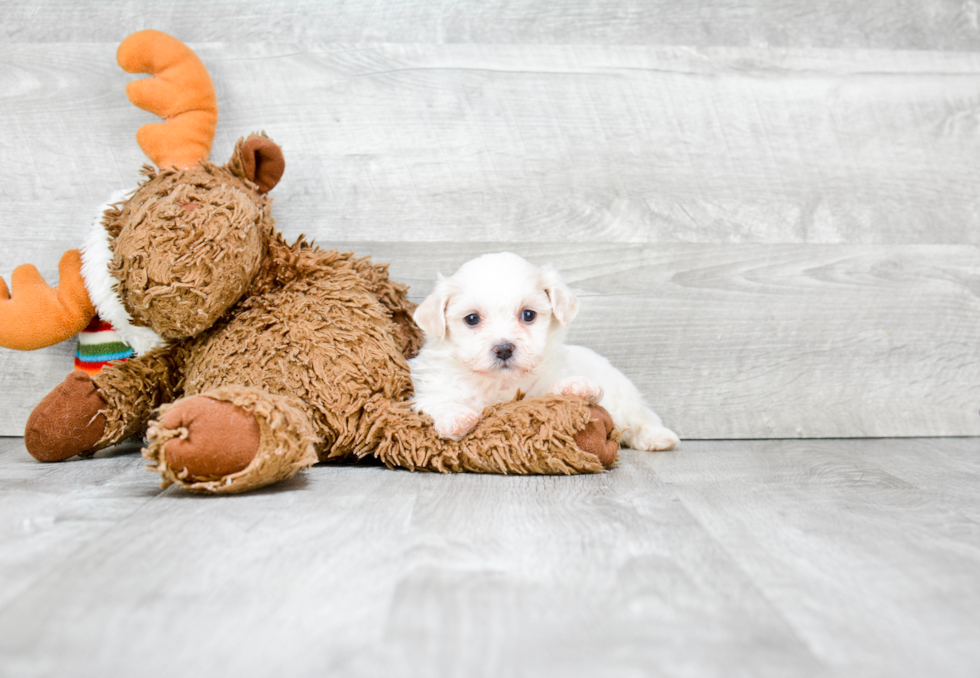 Sweet Teddy Bear Baby