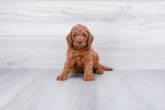 Small Cockapoo Baby