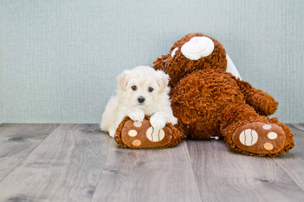 Maltipoo Puppy for Adoption