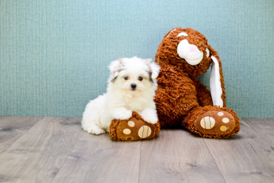 Maltipom Pup Being Cute