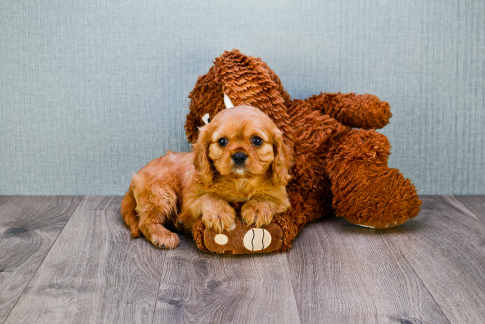 Cavalier King Charles Spaniel Pup Being Cute