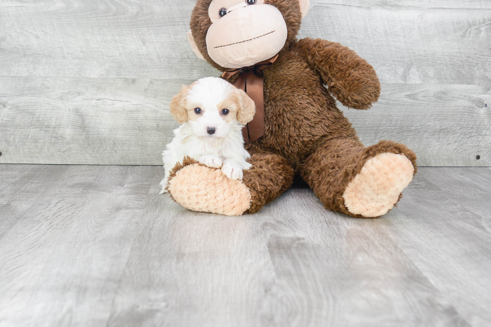 Small Cavachon Baby