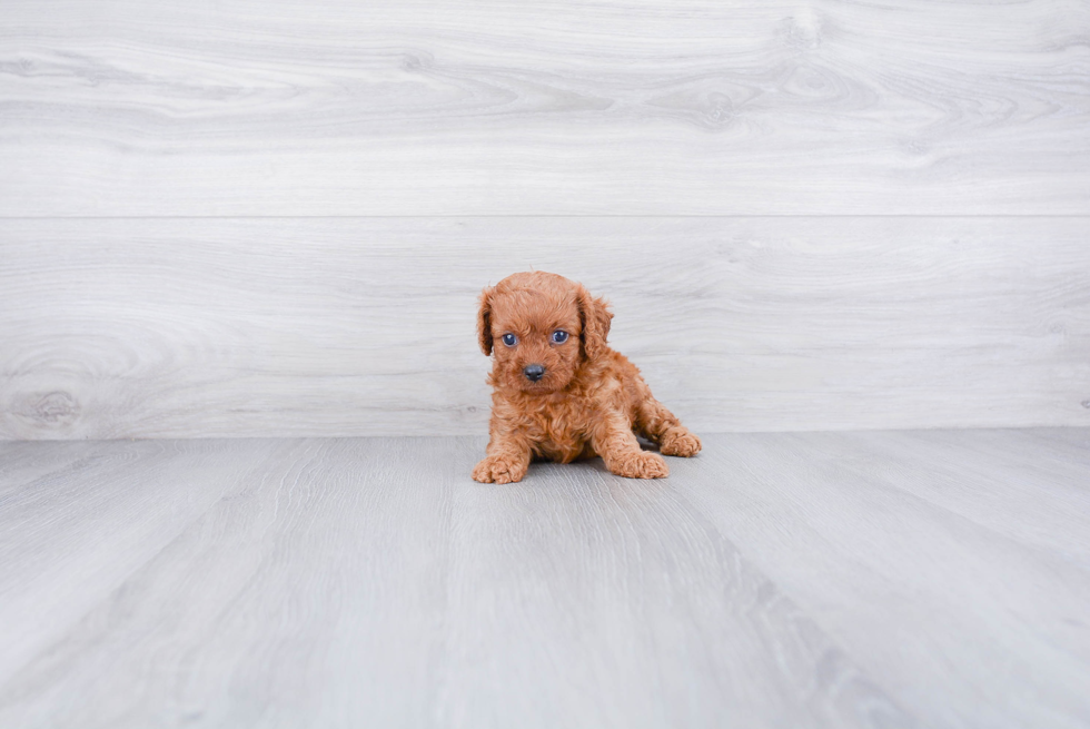 Smart Cavapoo Poodle Mix Pup