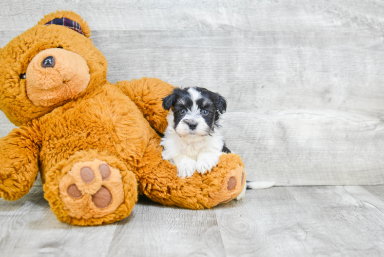 Havanese Pup Being Cute