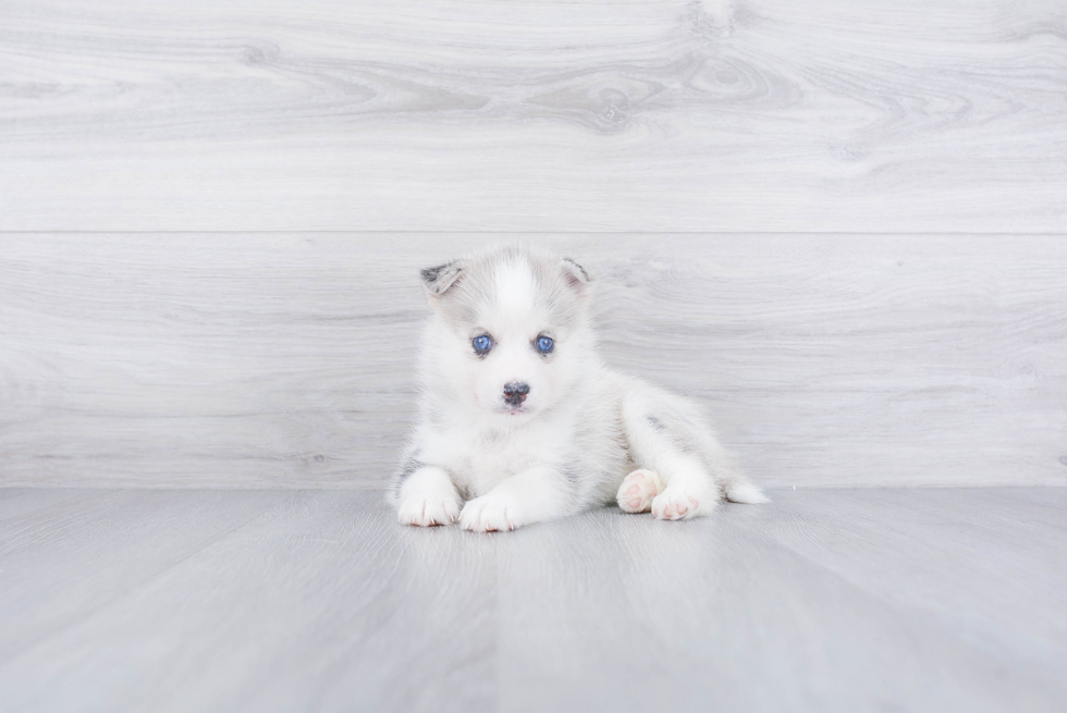 Pomsky Pup Being Cute