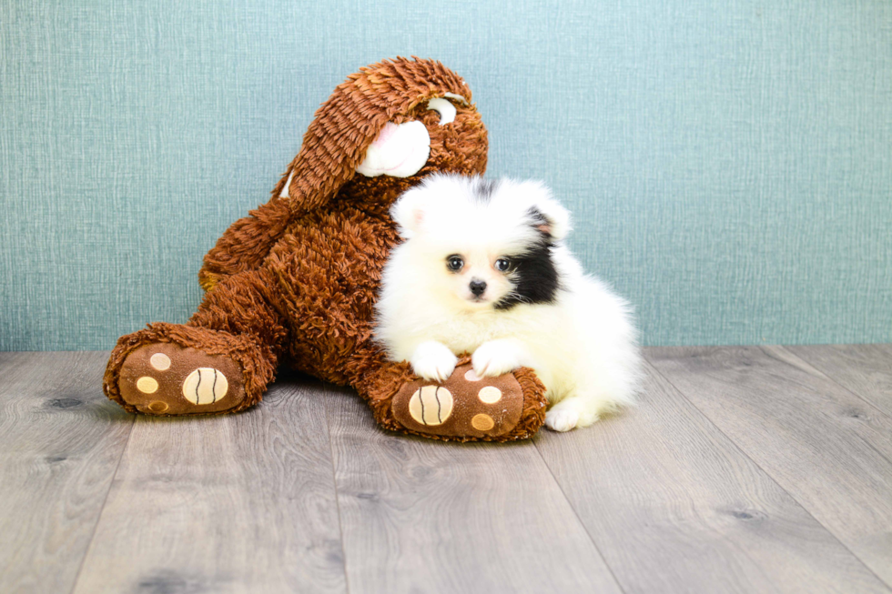 Friendly Pomeranian Baby