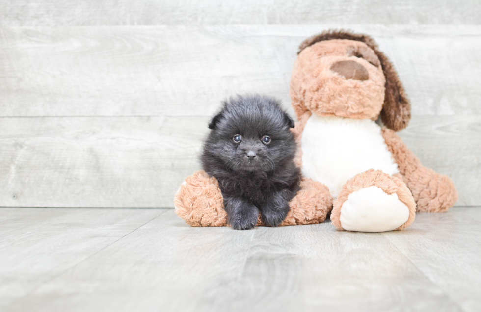 Pomeranian Puppy for Adoption