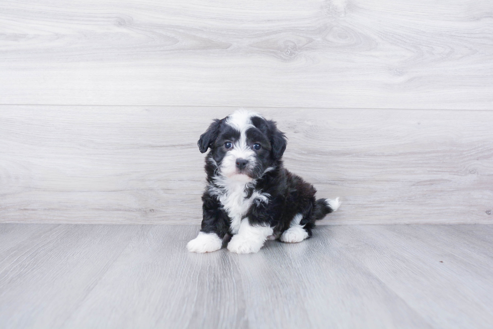 Funny Havanese Baby