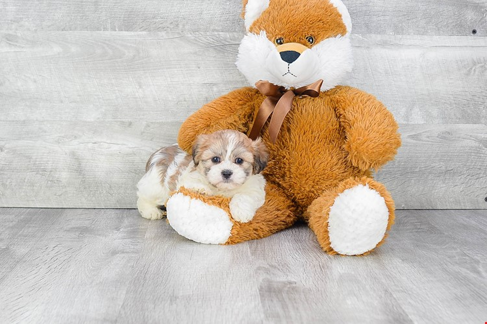 Fluffy Teddy Bear Designer Pup