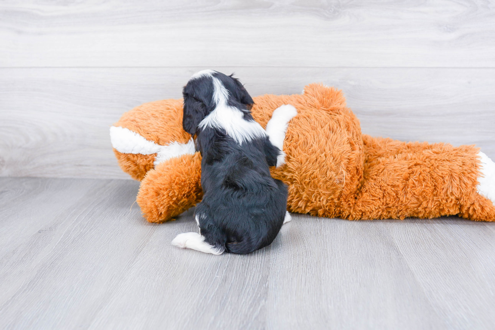 Cavalier King Charles Spaniel Puppy for Adoption