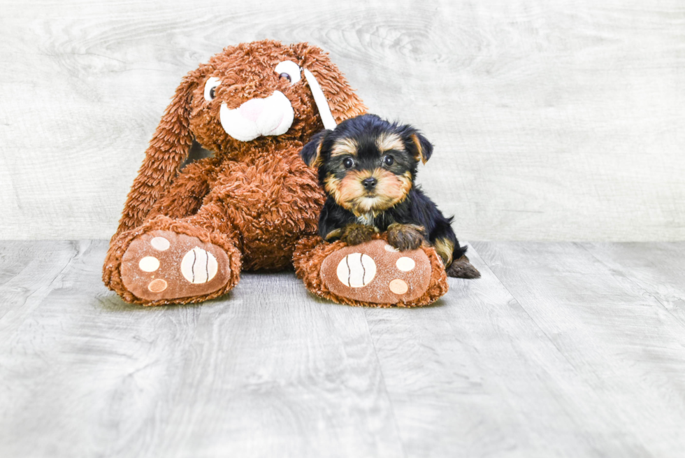 Meet Izzie - our Yorkshire Terrier Puppy Photo 