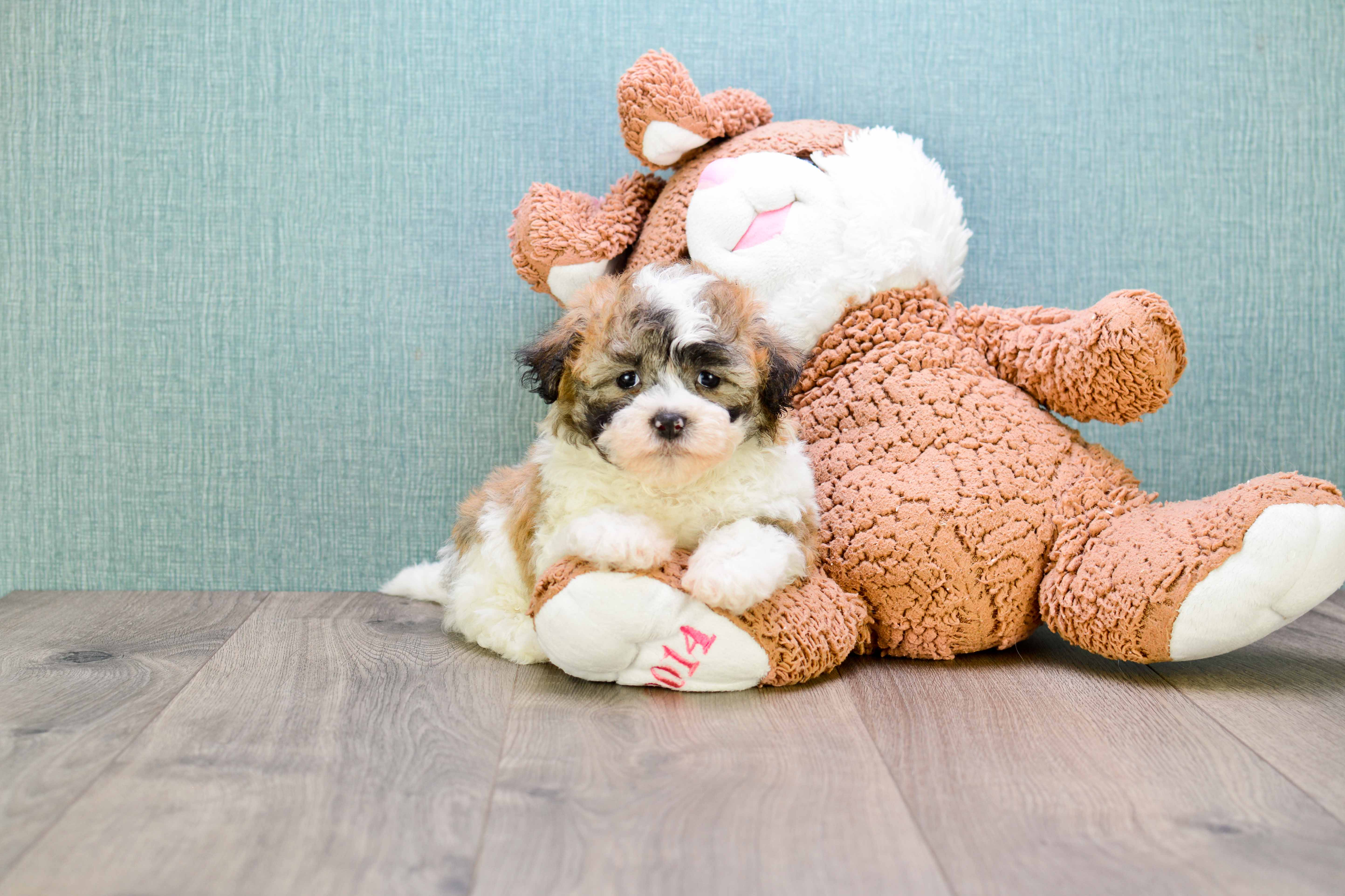 Best Teddy Bear Baby