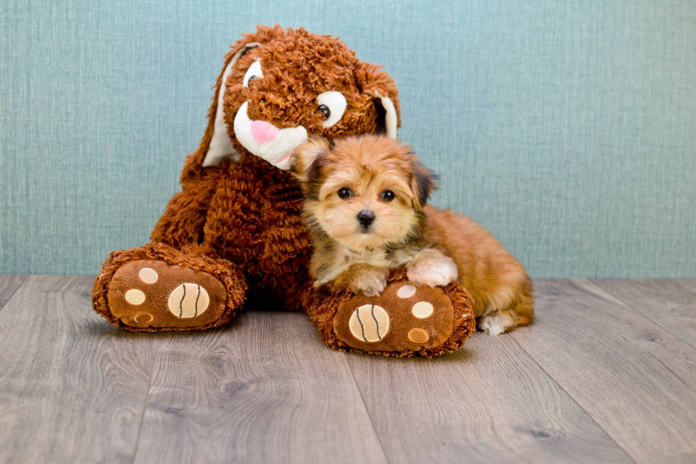 Popular Morkie Designer Pup