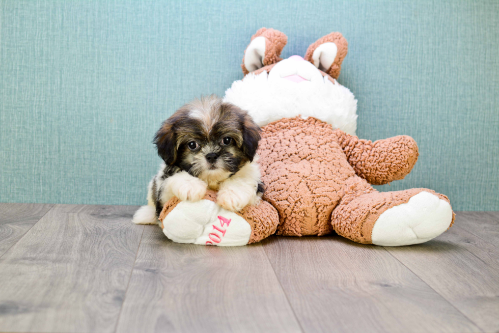 Teddy Bear Pup Being Cute