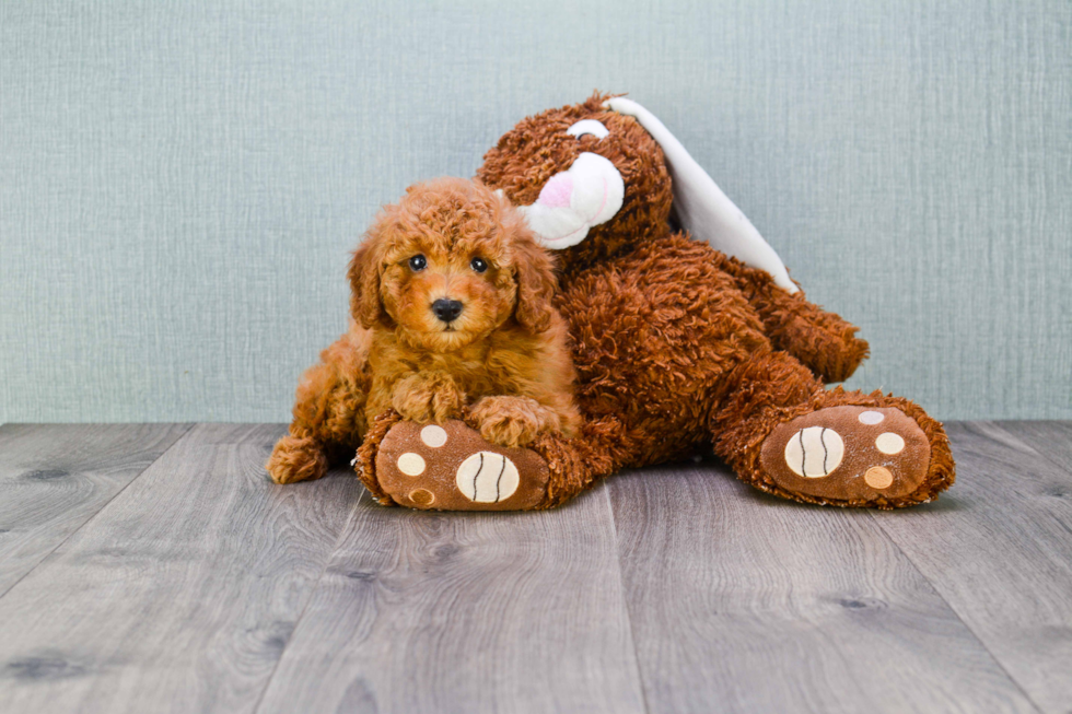 Popular Cavapoo Poodle Mix Pup