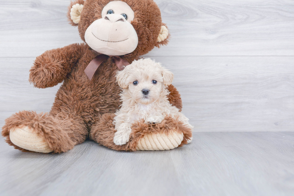 Maltipoo Pup Being Cute