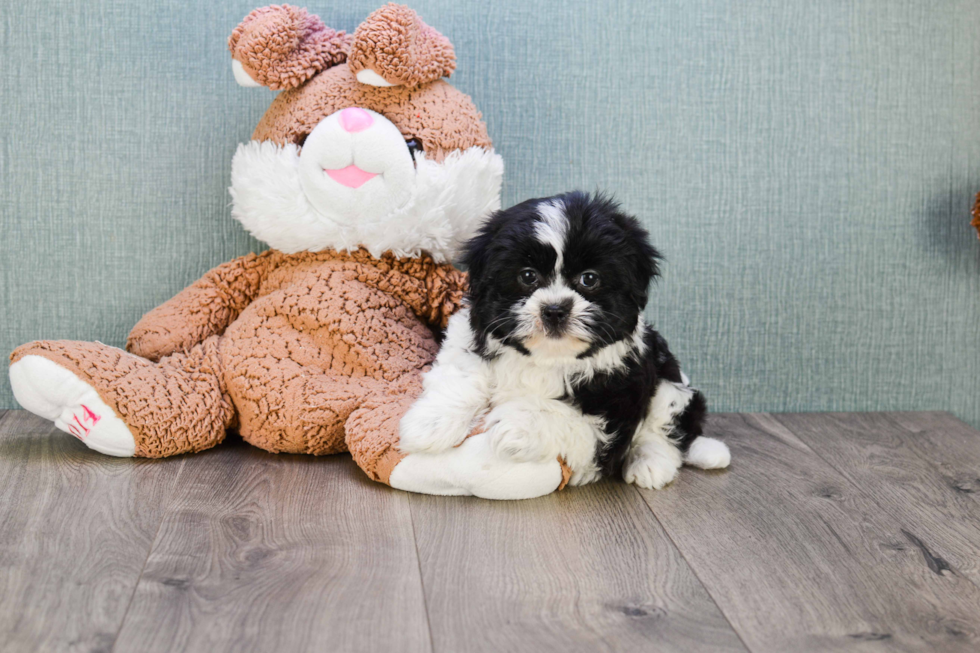 Teddy Bear Puppy for Adoption