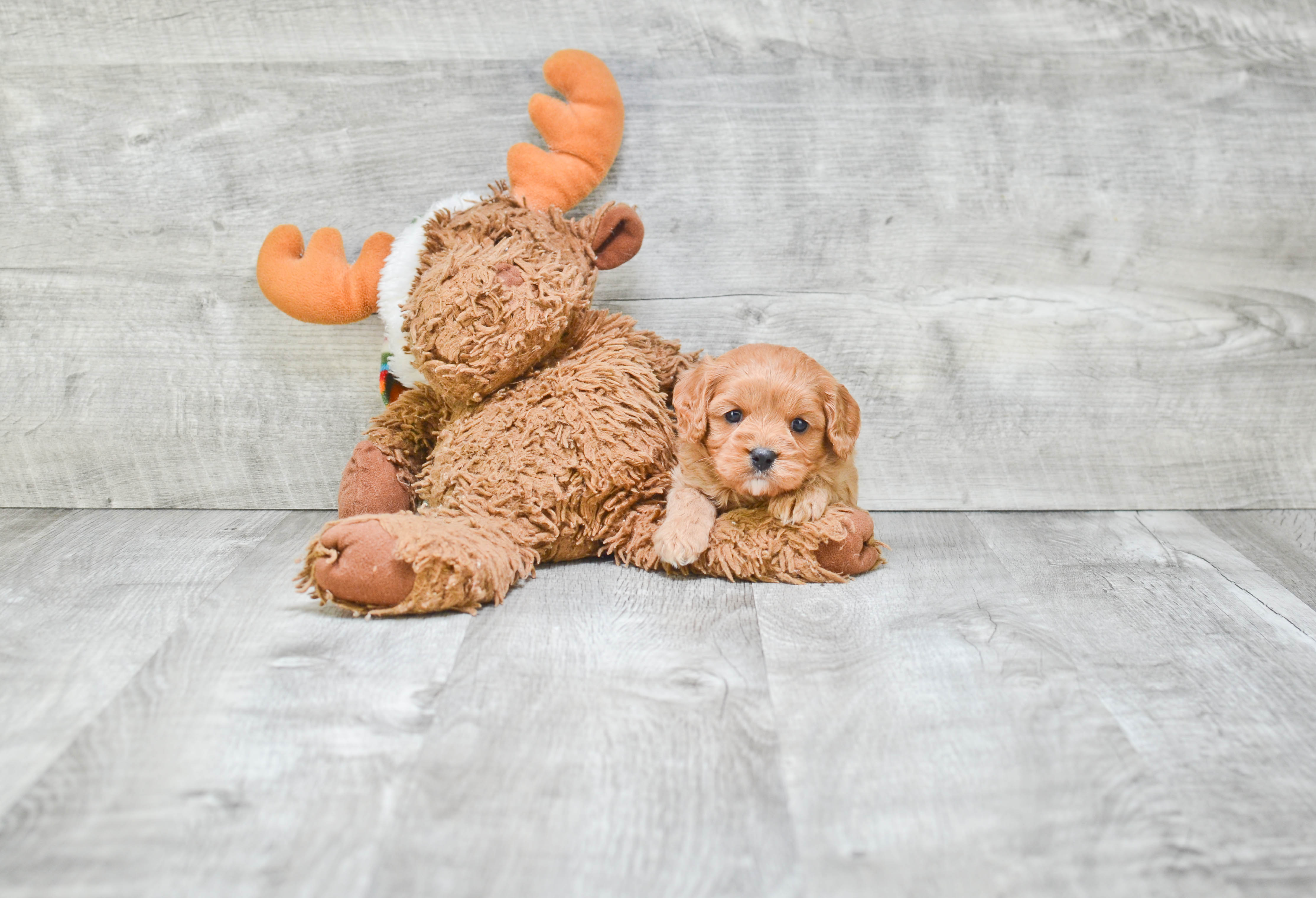 Cavapoo Pup Being Cute