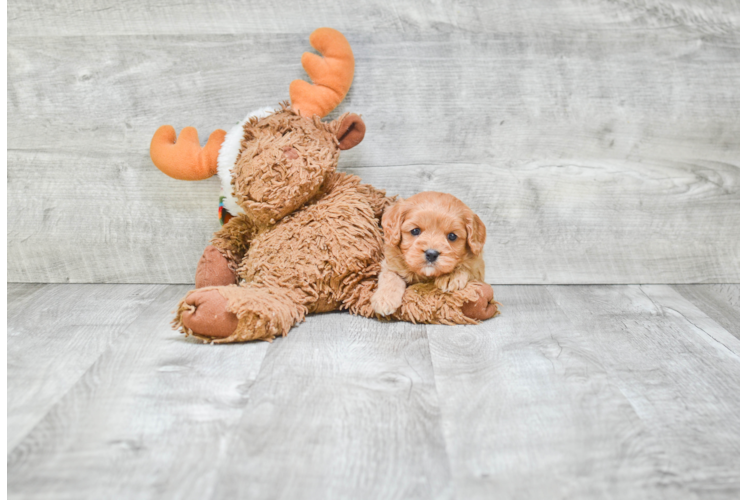 Cavapoo Pup Being Cute