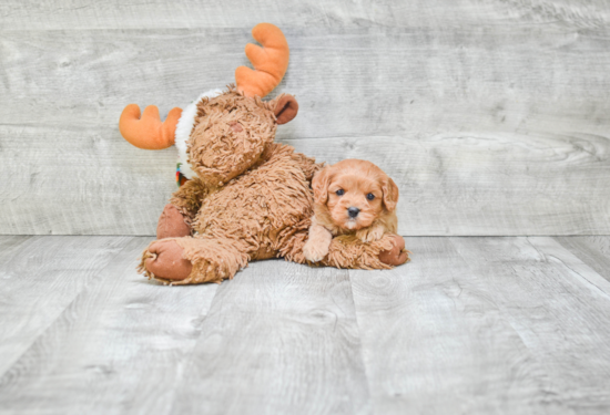 Cavapoo Pup Being Cute