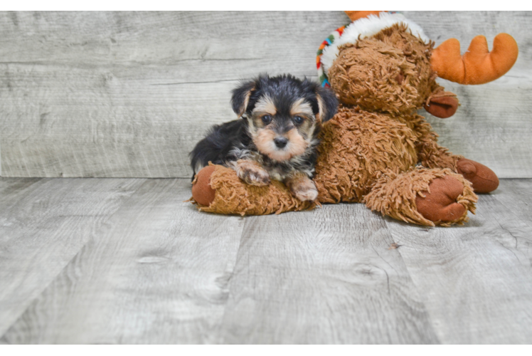 Morkie Puppy for Adoption