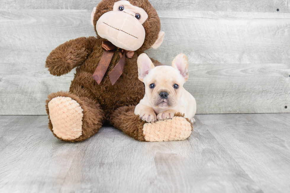 Small French Bulldog Baby