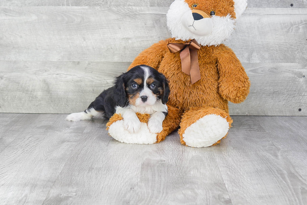 Cavalier King Charles Spaniel Puppy for Adoption