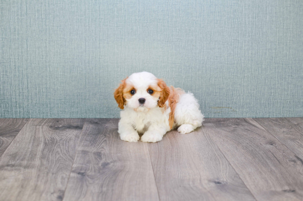 Cavachon Puppy for Adoption