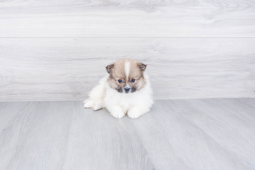 Best Pomeranian Baby