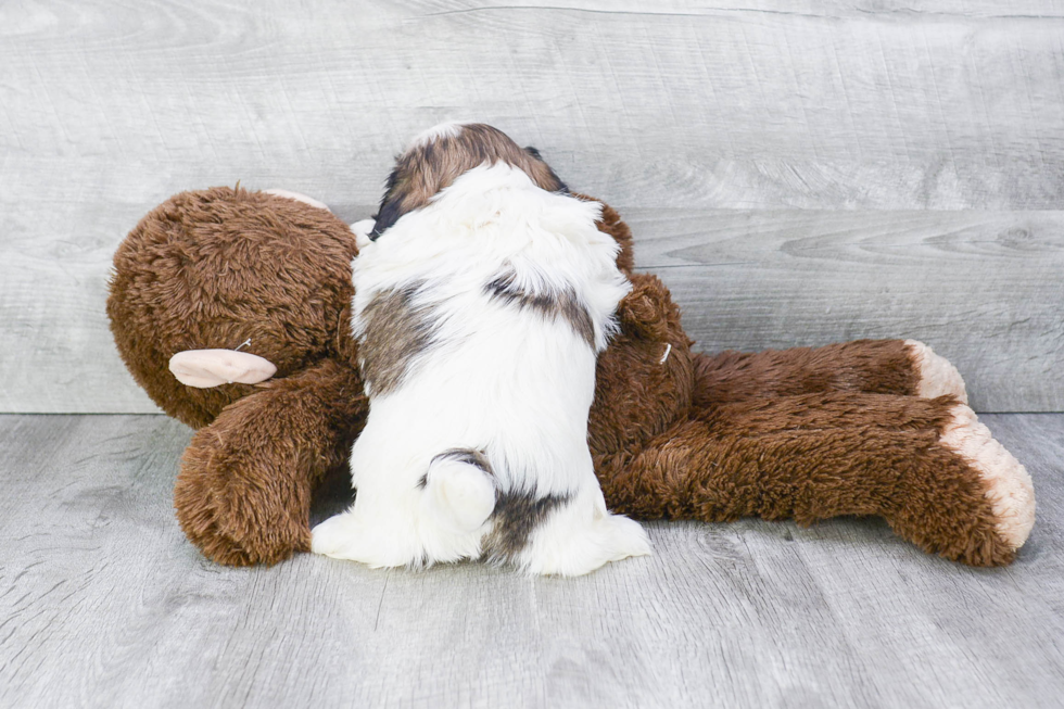 Teddy Bear Pup Being Cute