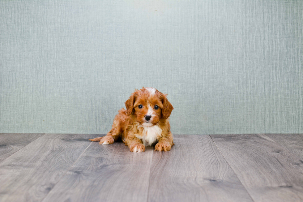 Playful Cavoodle Poodle Mix Puppy