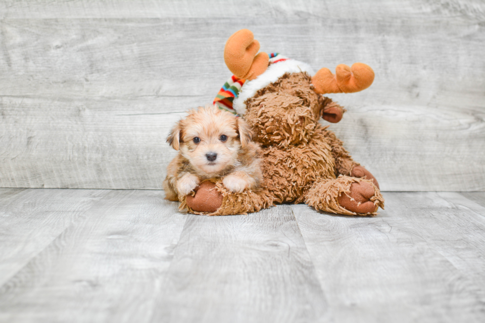 Sweet Morkie Baby