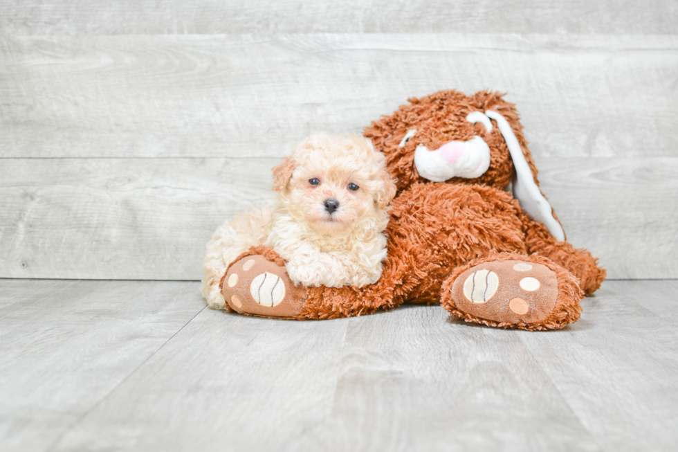 Maltipoo Puppy for Adoption