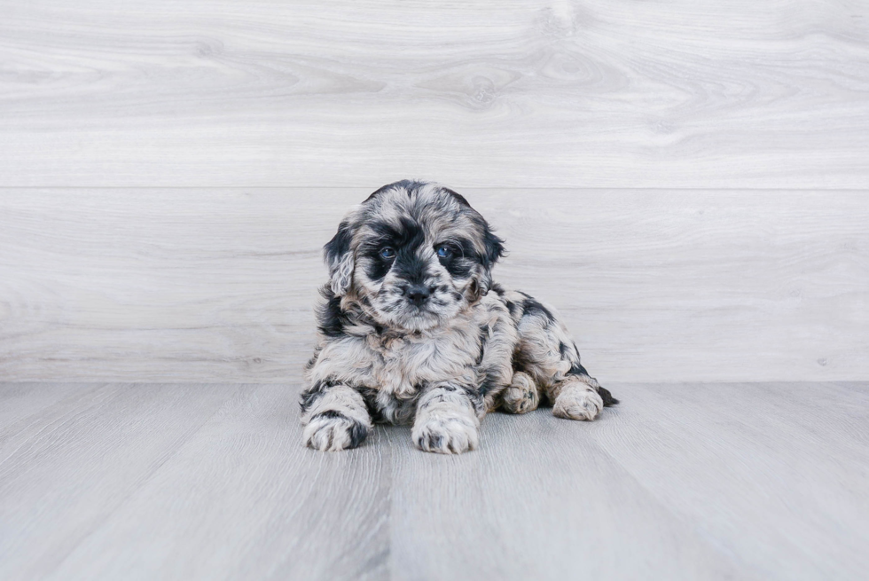 Friendly Mini Goldendoodle Baby