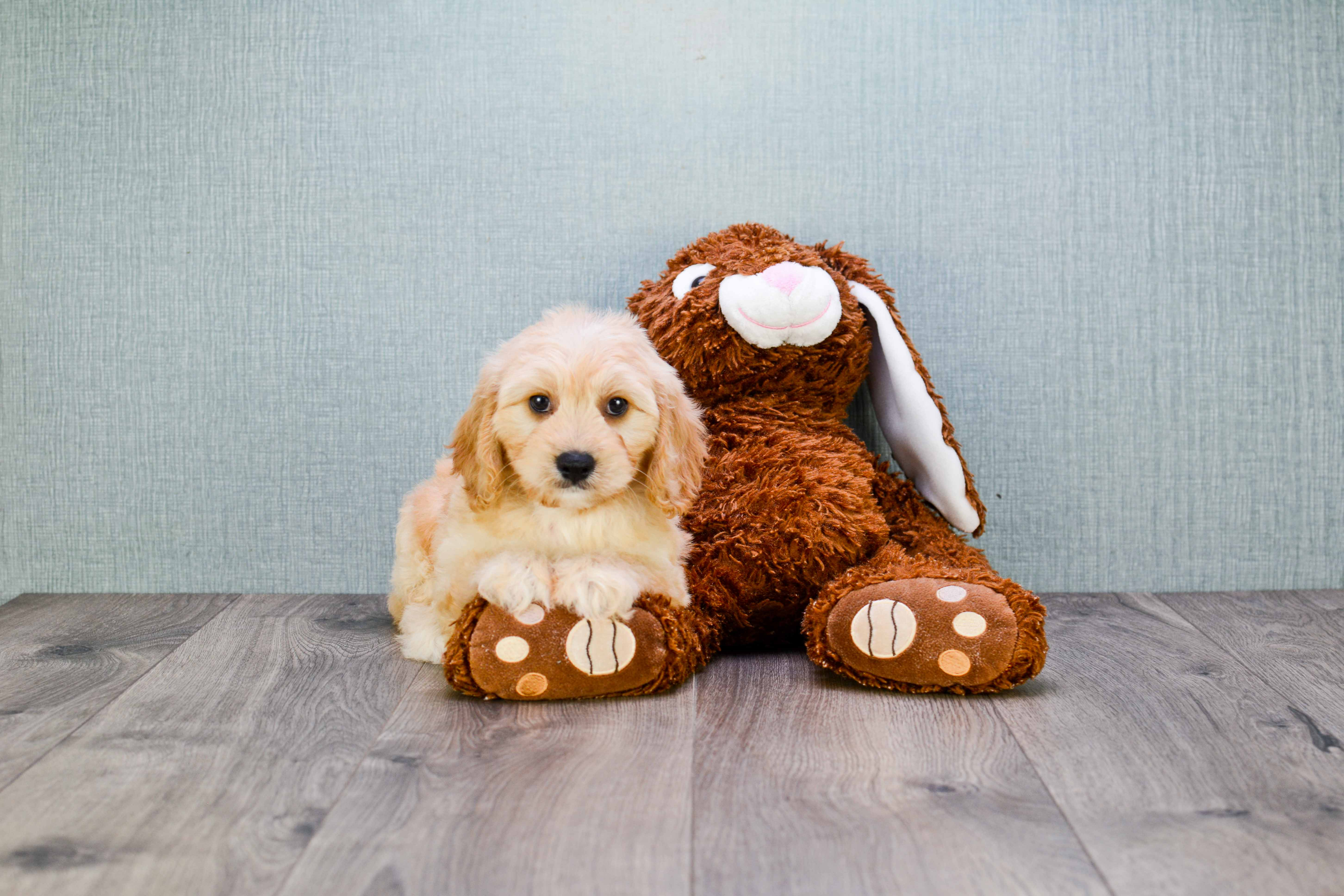 Cavachon Puppy for Adoption