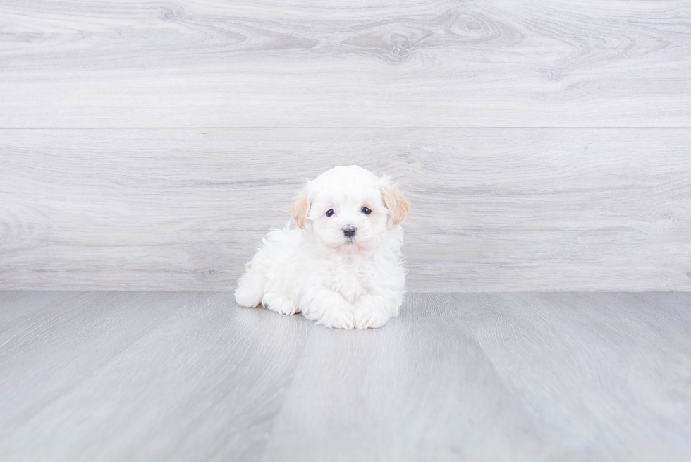 Best Maltipoo Baby