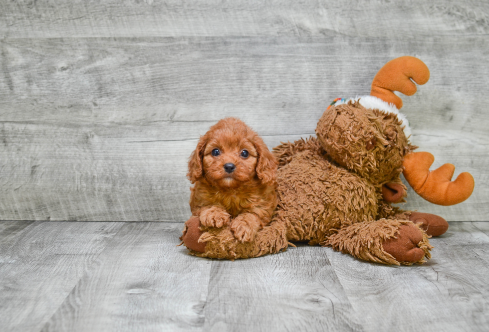 Cavapoo Puppy for Adoption