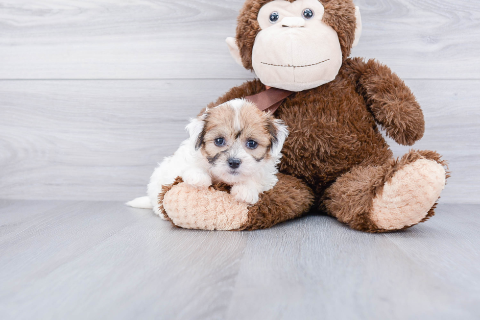 Teddy Bear Puppy for Adoption