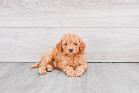 Mini Goldendoodle Puppy for Adoption